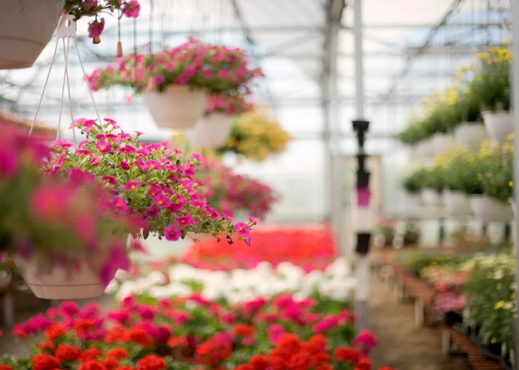 franks nursery plants