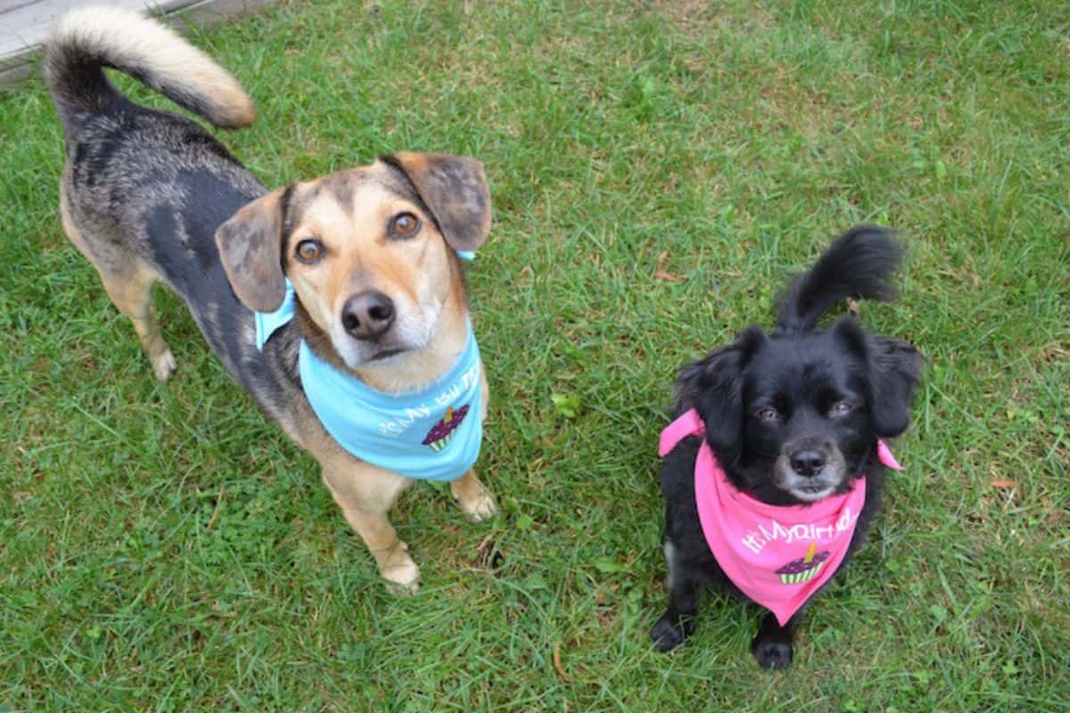 Two dogs wearing bandanas sitting on grass.