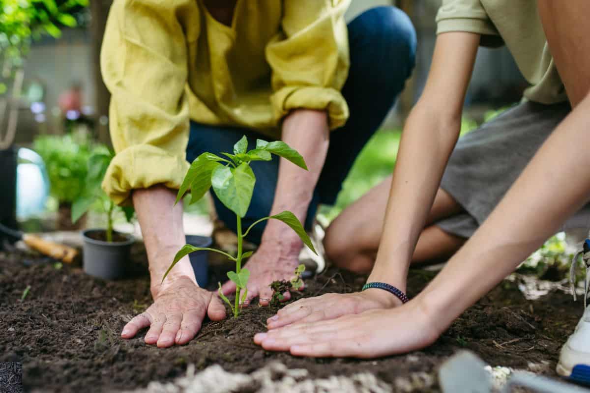 People planting a plant in the dirt together.